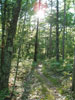 This trail, part of a network of trails criss-crossing the Sleeping Bear Dunes National Lakeshore, can be reached in two minutes BY FOOT from the cottage